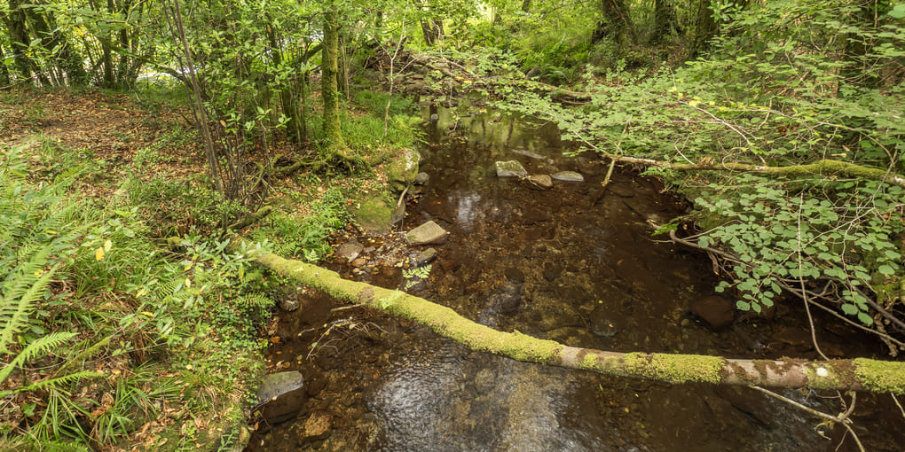 Max van Rijswijk’s insights on Central American biodiversity